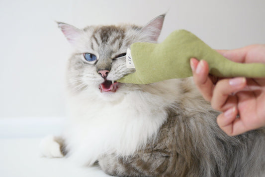 Boa Snake  catnip cat toy