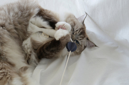 Fish and Chews . Ivory